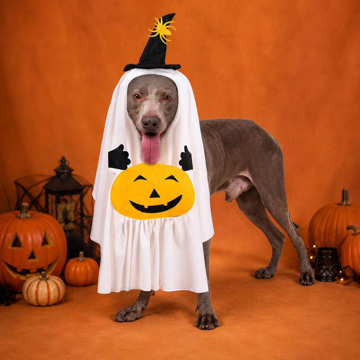 Halloween Ghost Pumpkin Pet Costume